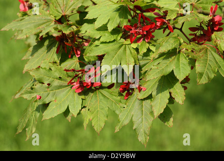 Downy japanischer Ahorn, Fullmoon Ahorn oder japanischer Ahorn, Acer Japonicum, Sapindaceae (Aceraceae). Japan. Aka. Vollmond-Ahorn. Stockfoto