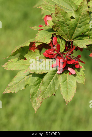 Downy japanischer Ahorn, Fullmoon Ahorn oder japanischer Ahorn, Acer Japonicum, Sapindaceae (Aceraceae). Japan. Aka. Vollmond-Ahorn. Stockfoto