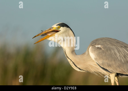 Close up Portrait of Grey Heron Ardea Cinerea Fische schlucken Stockfoto