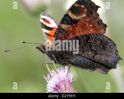 Europäischen gemeinsamen Peacock Butterfly (Inachis Io, Aglais Io) auf Nahrungssuche auf einer Distel Blume Stockfoto