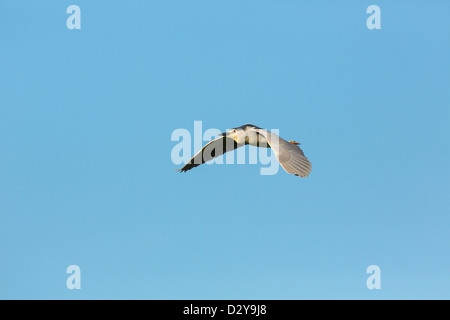 Einzelne Erwachsene Nachtreiher Nicticorax Nicticorax im Flug während des Tages gegen blauen Himmel Stockfoto