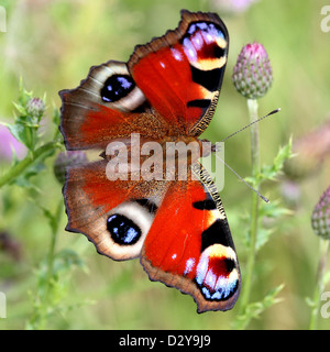 Europäischen gemeinsamen Peacock Butterfly (Inachis Io, Aglais Io) auf Nahrungssuche auf einer Distel Blume Stockfoto