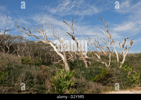 Sand Phaseneiche oder Quercus Geminata und Sägepalme Serenoa Repens wächst in Atlantic Sand Dünen von North FL. Stockfoto