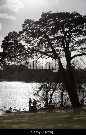 Silhouetts von zwei Menschen, die Fütterung, Gänse und Schwäne unter Baum am See Stockfoto