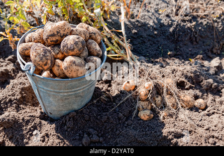 Erste Ernte von biologisch angebauten Frühkartoffeln Stockfoto