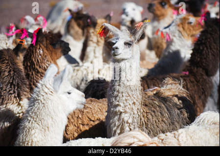 Lama (Lama Glama) Lama am Laguna Colorado, Red Lake, Eduardo Avaroa Anden Nationalreservat, Bolivien, Südamerika Stockfoto