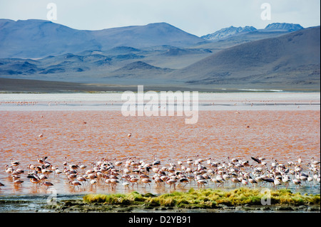 James Flamingo, Phoenicoparrus Jamesi am Laguna Colorado, Red Lake, Eduardo Avaroa Anden Nationalreservat, Bolivien, South Amer Stockfoto