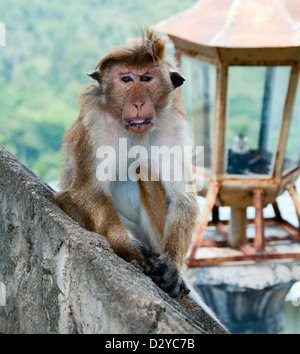 Porträt von wilden intelligente Affe mit clever und ruhigen Blick Stockfoto