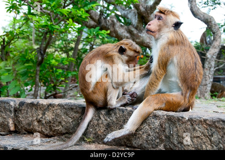 Zwei wilde Sri Lanka Affen Reinigung gegenseitig Pelz Stockfoto