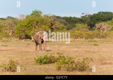 Große wilde männliche Elefanten im Nationalpark; Sri Lanka Stockfoto