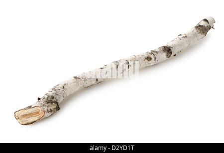 Stamm oder Ast der Birke isoliert auf weißem Hintergrund Stockfoto