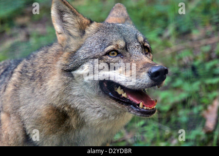 Der graue Wolf oder graue Wolf (Canis Lupus) ist eine Art von Canid. Stockfoto