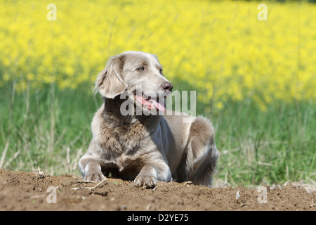 Hund Weimaraner Langhaar / Erwachsene liegen in einem Feld Stockfoto