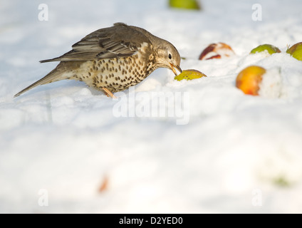 Misteldrossel Soor Turdus Viscivorus Essen einen Glücksfall Apfel auf Schnee bedeckten Boden. County Durham, Großbritannien. Stockfoto