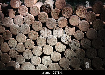 Patronenhülsen am ursprünglichen Gräben im Heiligtum Holz aufbewahrt Stockfoto