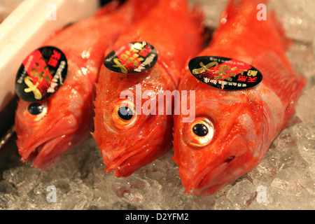 Tokio, Japan, frisch gefangen Red snapper Stockfoto