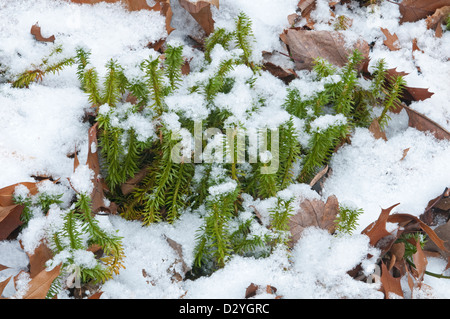 Leuchtendes Clubmoos (Huperzia lucidula), wächst auf Waldboden, Winter, E USA, von Skip Moody/Dembinsky Photo Assoc Stockfoto