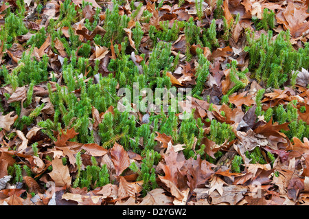 Shining Clubmoss (Huperzia lucidula), Early Spring, E USA, von Skip Moody/Dembinsky Photo Assoc Stockfoto