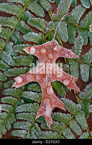 Eis und Schnee auf Pin Oak Leaf (Quercus Species ) & Common Lady Fern Athyrium filix-femina E USA, von Skip Moody/Dembinsky Photo Assoc Stockfoto