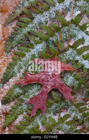 Eis und Schnee auf Pin Oak Leaf (Quercus-Arten) & gemeinsamen Lady Farn entstanden Filix-Femina E USA Stockfoto