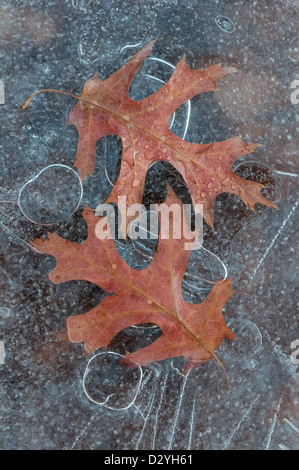 PIN-Eiche (Quercus-Arten) verlässt und gefangen Luftblasen im Eis E USA eingefroren Stockfoto