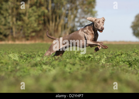 Weimaraner Kurzhaar Hund / Erwachsene in einem Feld Stockfoto