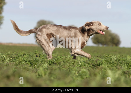 Hund Weimaraner Langhaar / Erwachsene in einem Feld Stockfoto