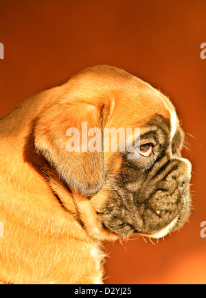 Ein Boxer-Hund-Welpe, portrait Stockfoto