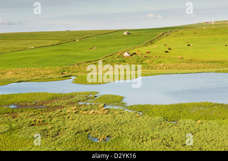 Mill Dam RSPB Reserve auf der Insel Shapinsay, Orkney Inseln, Schottland. Stockfoto