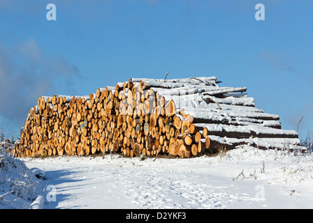 Haufen von Baumstämmen in der Nähe von Drei Annen Hohne, Harz Mountains, Sachsen-Anhalt, Deutschland Stockfoto