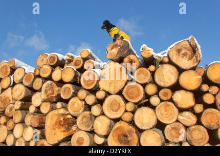 Hund sitzt auf einem Stapel von Baumstämmen in der Nähe von Drei Annen Hohne, Harz Mountains, Sachsen-Anhalt, Deutschland Stockfoto