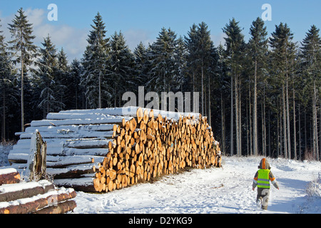 Haufen von Baumstämmen in der Nähe von Drei Annen Hohne, Harz Mountains, Sachsen-Anhalt, Deutschland Stockfoto