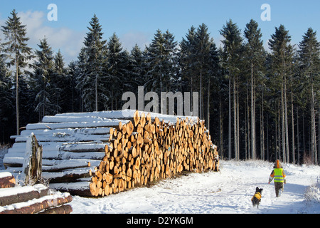 Haufen von Baumstämmen in der Nähe von Drei Annen Hohne, Harz Mountains, Sachsen-Anhalt, Deutschland Stockfoto