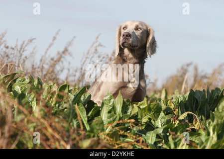 Hund Weimaraner Langhaar / Erwachsene sitzen in einem Feld Stockfoto