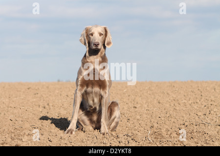 Hund Weimaraner Langhaar / Erwachsene sitzen in einem Feld Stockfoto