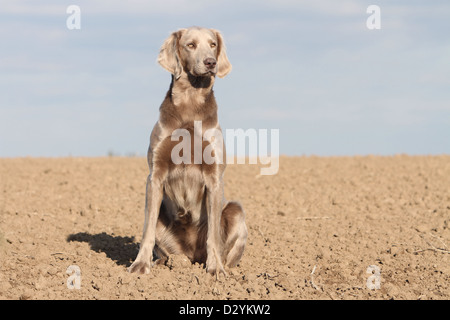 Hund Weimaraner Langhaar / Erwachsene sitzen in einem Feld Stockfoto