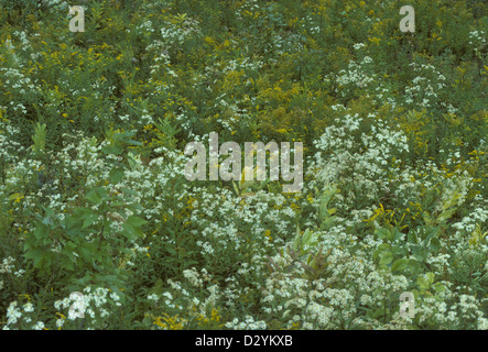 Sommer Wildblumen, Goldrute, Quebec, Kanada Stockfoto