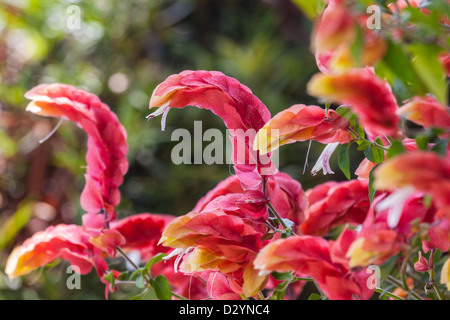 Red Garnelen Pflanze Stockfoto