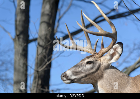 Hirsch mit vollem Geweih in den Wäldern, den Kopf Schuss ein acht-Punkte-Geld mit einem klassischen symmetrischen rack Stockfoto