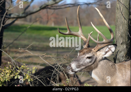 Hirsch mit vollem Geweih in Bürste, Nahaufnahme Schuss in den Kopf von einem Hirsch Bock mit einem großen symmetrischen rack Stockfoto