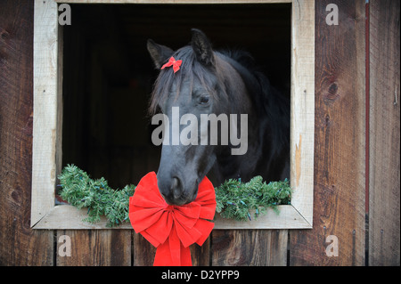 Pferd aus einer Scheune Fenster mit Weihnachtsschmuck. Stockfoto