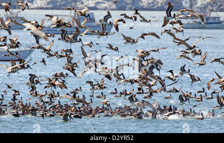 Eine riesige Herde brauner Pelikane, die Frenzy füttern Stockfoto