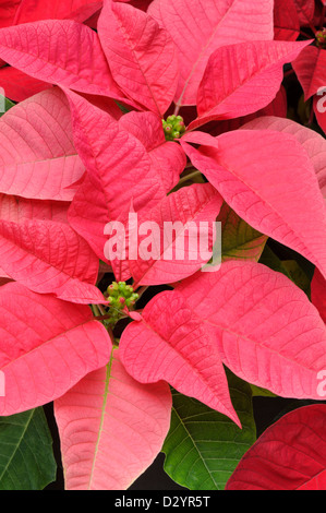 Weihnachtsstern Blume in voller rosa Blüte, Studio erschossen hautnah. Stockfoto