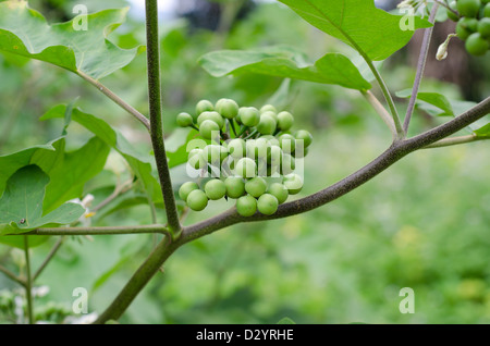 Erbse Auberginen auf Baum Stockfoto