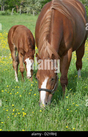 Reinrassige Quarter Horses, eine Stute und ihr Fohlen, Weiden in einem Feld von Butterblumen. Stockfoto