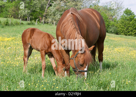 Pferde weiden im Frühjahr Butterblume Feld, Fohlen einer Stute und ihr junges Baby, reinrassige Viertelpferde. Stockfoto