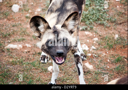 Ein Afrikanischer Wildhund knurrt in Richtung der Kamera. Stockfoto