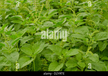 Heiliges Basilikum (Ocimum Sanctum) Stockfoto