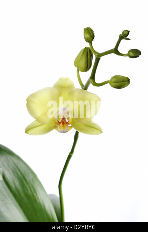 Orchid isoliert auf weißem Hintergrund Stockfoto