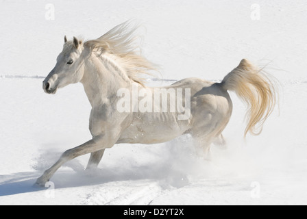 Weißes Pferd im Neuschnee mit Mähne und Schweif fliegen, einen reinrassigen arabischen Hengst in Bewegung frei frei laufen. Stockfoto